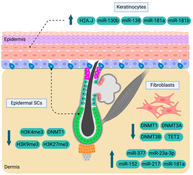 Epigenetics in Skin Homeostasis and Ageing.