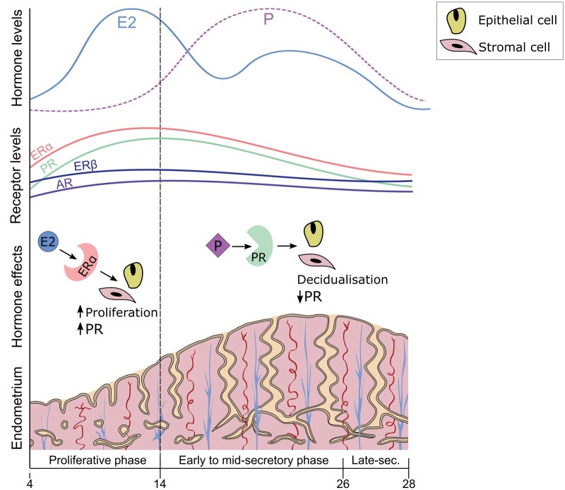 Hormone receptor profile of ectopic and eutopic endometrium in adenomyosis: a systematic review.