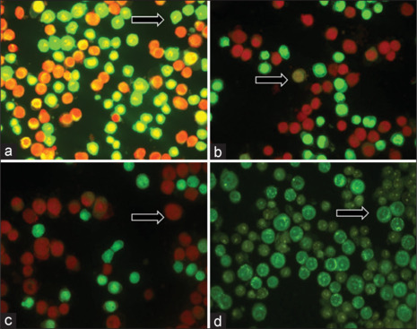 Cytotoxic effect and apoptotic induction of tricyclohexyltin p-methoxycinnamate on HT-29 colorectal cancer cells: Implications for anticancer therapeutics.