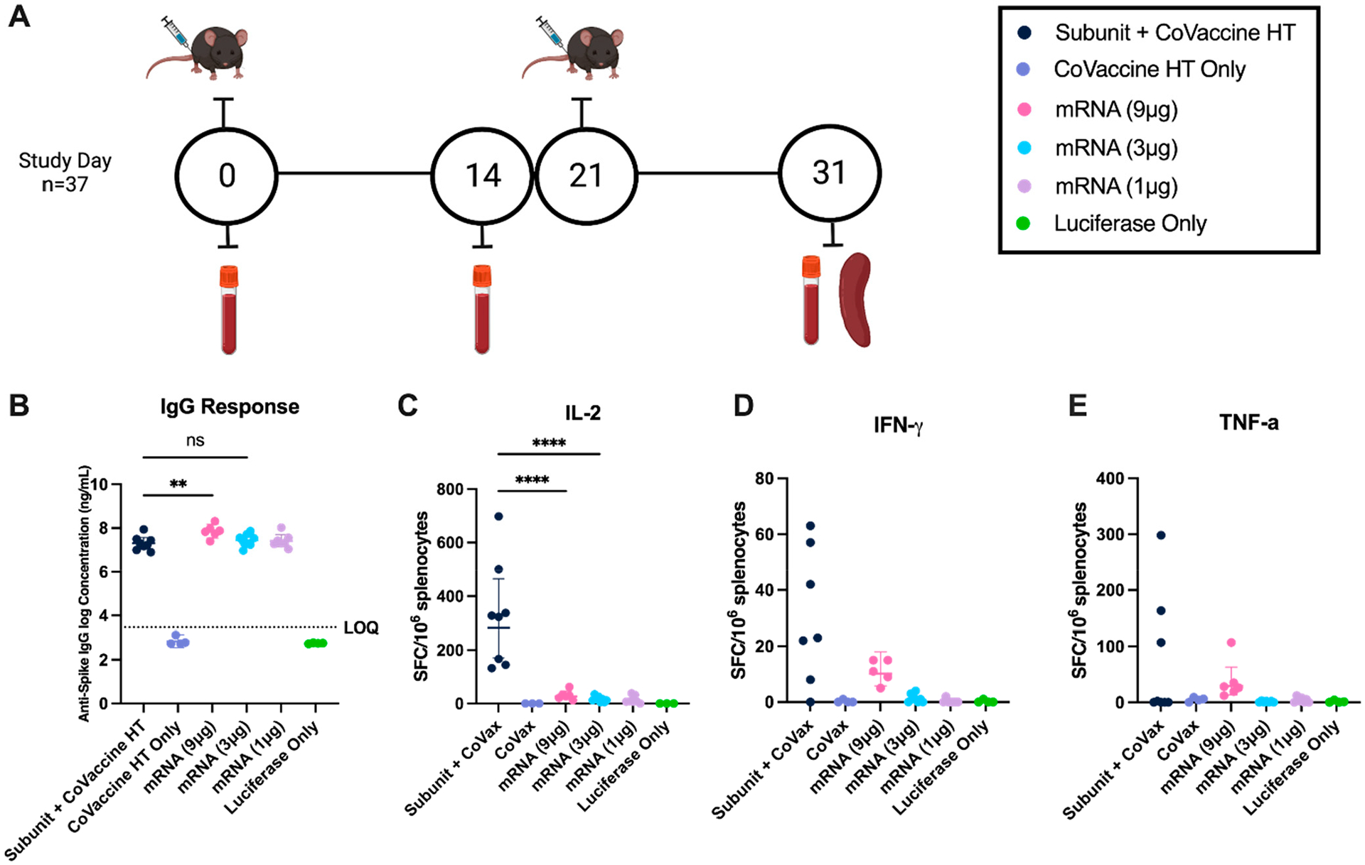 Impact of Metabolic States on SARS-CoV-2 Vaccine Responses in Mouse Models of Obesity and Diabetes.