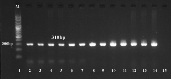 Prevalence and molecular characterization of resistant <i>Staphylococcus aureus</i> strains in bulk milk tanks of dairy cattle in Northern Egypt.