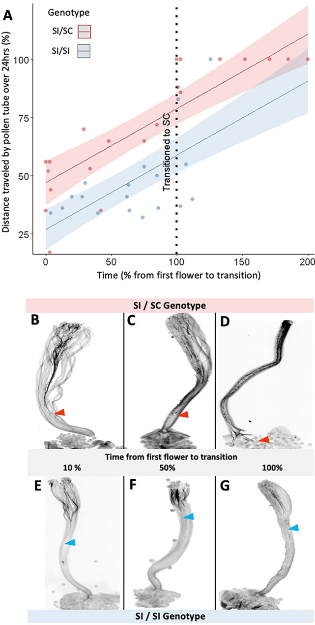 Decay of self-incompatibility within a lifespan in Physalis acutifolia (Solanaceae).