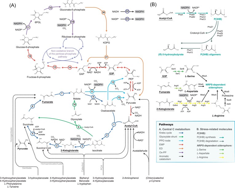 Surfing in the storm: how Paraburkholderia xenovorans thrives under stress during biodegradation of toxic aromatic compounds and other stressors.
