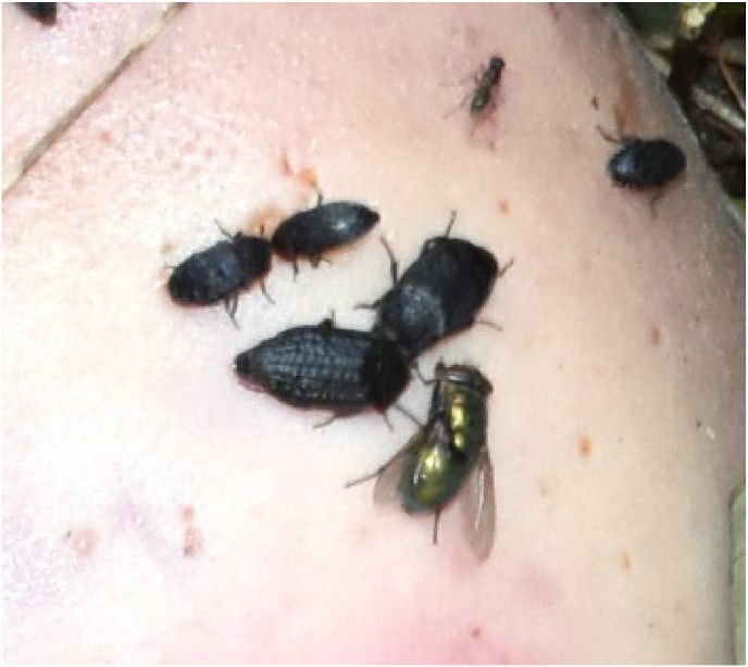 When insect development meets insect succession: Advantages of combining different methods and insect taxa in estimating the post-mortem interval