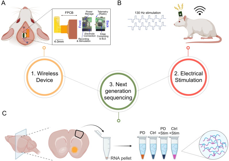 Cortical Stimulation-Based Transcriptome Shifts on Parkinson's Disease Animal Model.