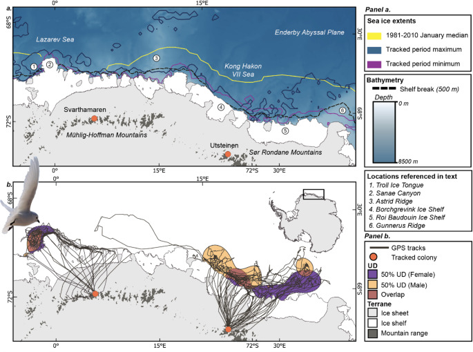 The foraging distribution and habitat use of chick-rearing snow petrels from two colonies in Dronning Maud Land, Antarctica.