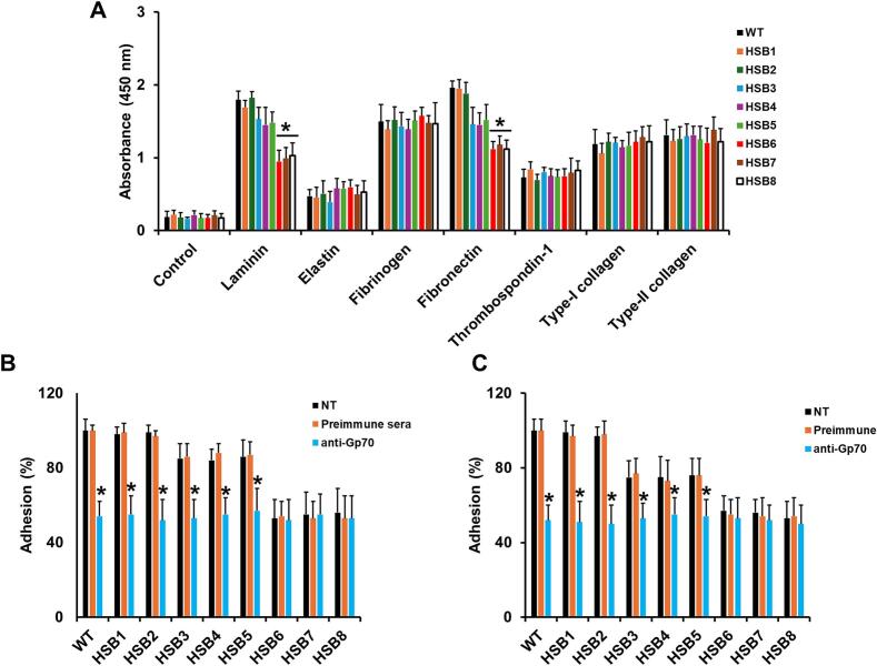 Sporothrix brasiliensis Gp70 is a cell wall protein required for adhesion, proper interaction with innate immune cells, and virulence
