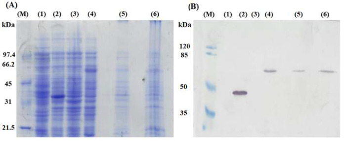 Expressing red fluorescent protein on the surface of <i>Escherichia coli</i> using C-terminal domain of autotransporters.