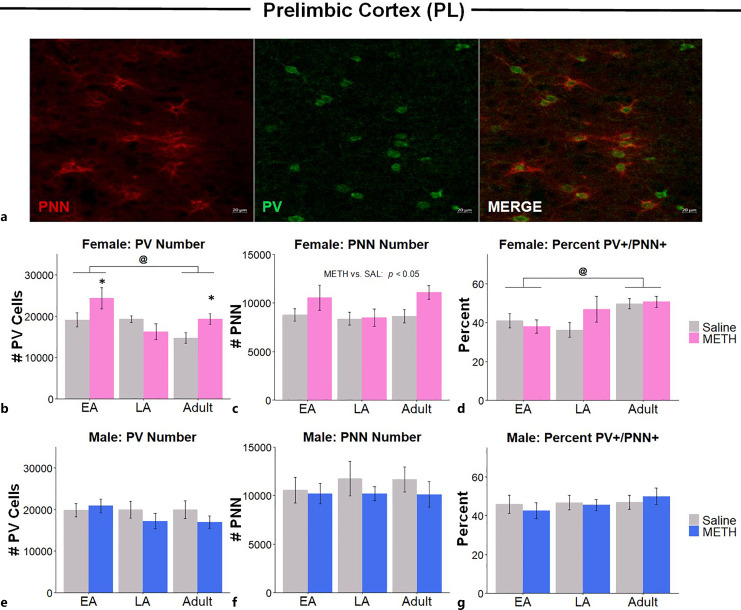 Timing of Methamphetamine Exposure during Adolescence Differentially Influences Parvalbumin and Perineuronal Net Immunoreactivity in the Medial Prefrontal Cortex of Female, but Not Male, Rats.