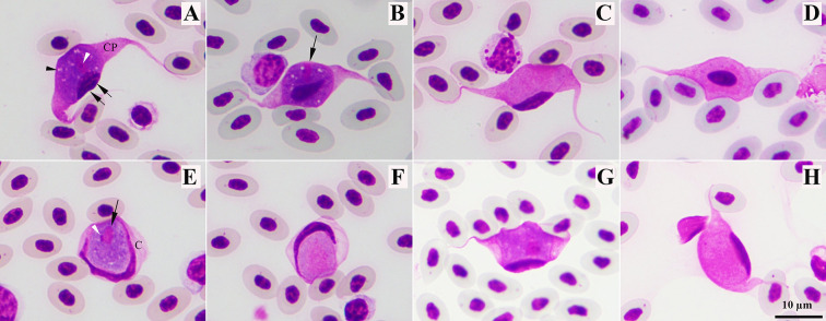 Prevalence, morphological and molecular characterization of Leucocytozoon macleani (Apicomplexa: Haemosporida) from chickens in Thailand.