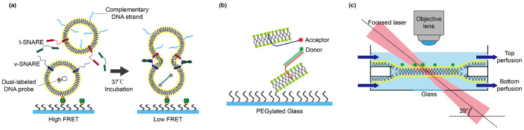 Advancing membrane biology: single-molecule approaches meet model membrane systems.