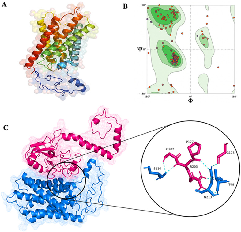 Apoptotic proteins in Leishmania donovani: in silico screening, modeling, and validation by knock-out and gene expression analysis.