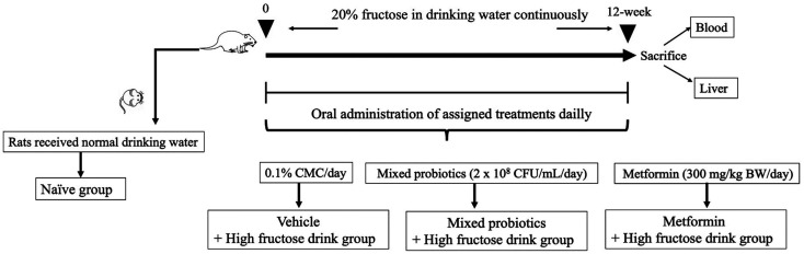 Administration of a probiotic supplement attenuates nonalcoholic fatty liver disease by reducing hepatic lipid accumulation, oxidative stress, and inflammation.