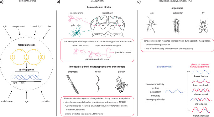 Insect circadian plasticity as a proposed target for the expression of parasite extended phenotypes.