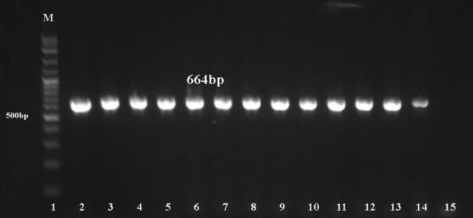 Prevalence and molecular characterization of resistant <i>Staphylococcus aureus</i> strains in bulk milk tanks of dairy cattle in Northern Egypt.