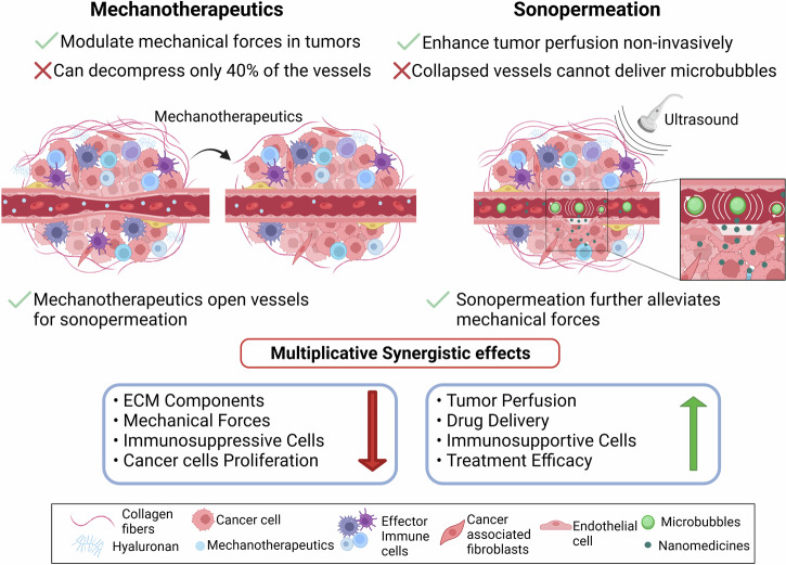 The synergistic potential of mechanotherapy and sonopermeation to enhance cancer treatment effectiveness.