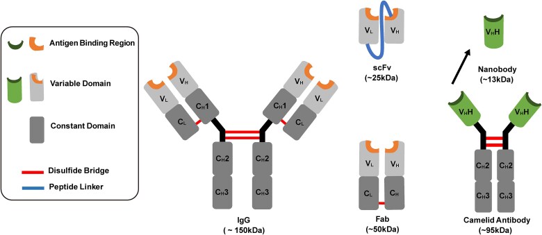 Antibody numbering schemes: advances, comparisons and tools for antibody engineering.