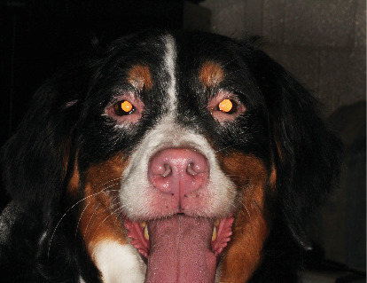 Anterior Uveitis and Uveal Depigmentation in a Dog With Vitiligo.