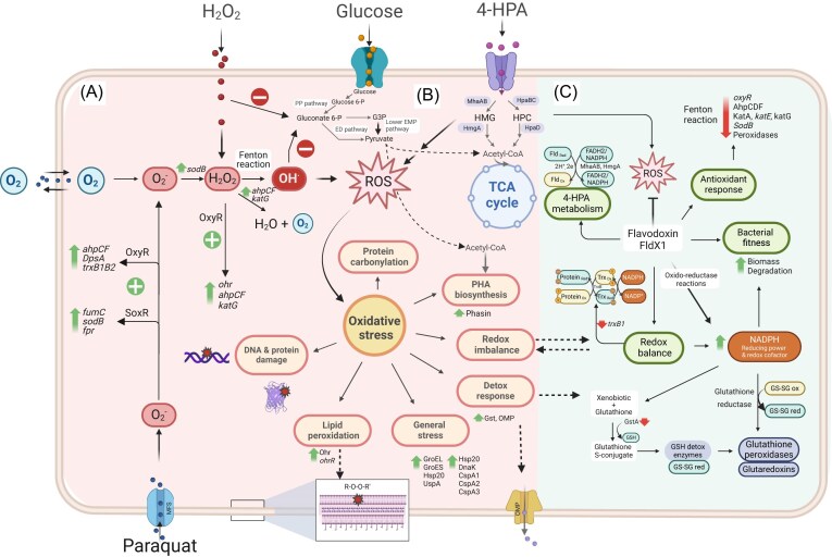 Surfing in the storm: how Paraburkholderia xenovorans thrives under stress during biodegradation of toxic aromatic compounds and other stressors.