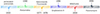 Leishmaniases: Strategies in treatment development.
