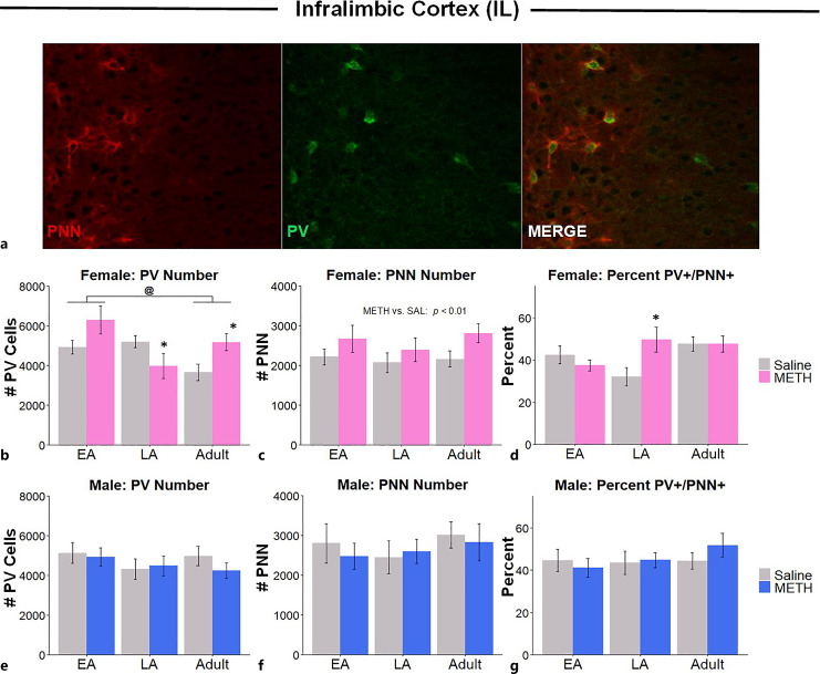 Timing of Methamphetamine Exposure during Adolescence Differentially Influences Parvalbumin and Perineuronal Net Immunoreactivity in the Medial Prefrontal Cortex of Female, but Not Male, Rats.