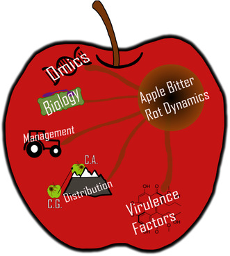 Apple Bitter Rot: Biology, Ecology, Omics, Virulence Factors, and Management of Causal Colletotrichum Species.