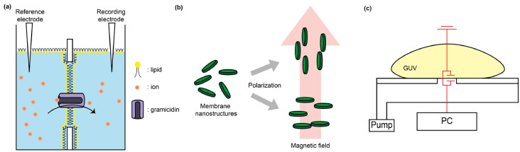 Advancing membrane biology: single-molecule approaches meet model membrane systems.