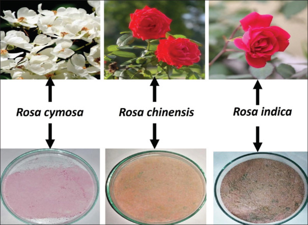 Exploring the potential of <i>Rosa chinensis, Rosa cymosa</i>, and <i>Rosa indica</i> in oral disease prevention: A multifaceted approach.