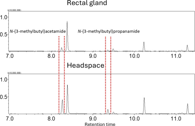 Rectal glands and tergal glands as sources of volatile pheromones in cucumber fruit fly, Zeugodacus Cucumis.