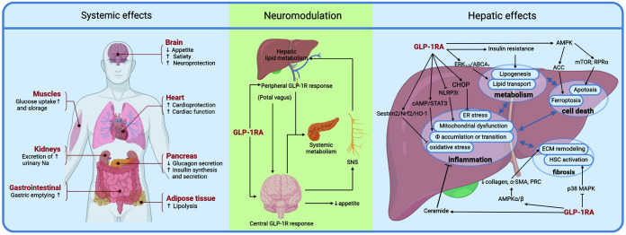 Current Status of Glucagon-like Peptide-1 Receptor Agonists in Metabolic Dysfunction-associated Steatotic Liver Disease: A Clinical Perspective.