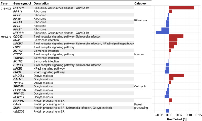 Alzheimer's disease may develop from changes in the immune system, cell cycle, and protein processing following alterations in ribosome function.