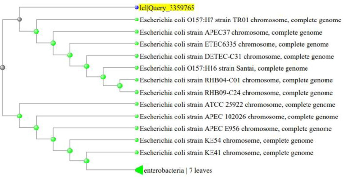 Molecular detection of the <i>Escherichia coli heme-utilization gene A</i> virulence factor in <i>E. coli</i> isolated from the feces of horses in Sumbawa island, Indonesia.