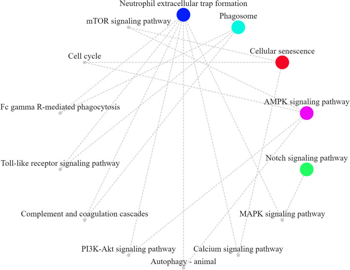 Potential inflammatory mechanisms of the ketogenic diet against febrile infection-related epilepsy syndrome.