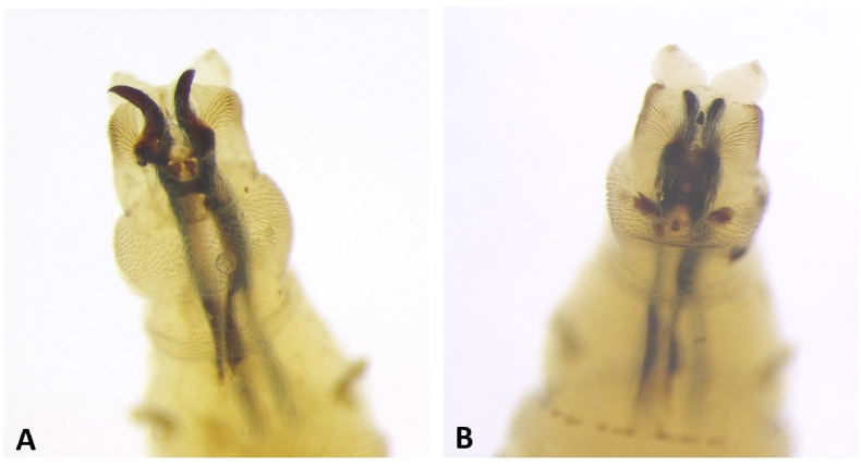 When insect development meets insect succession: Advantages of combining different methods and insect taxa in estimating the post-mortem interval
