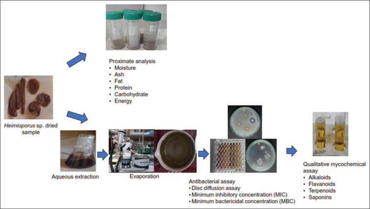 Mycochemical analysis and antibacterial activities of aqueous Kulat Pelawan (<i>Heimioporus</i> spp.) mushroom extracts.