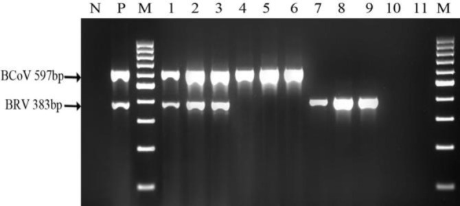 Diagnosis of bovine group A rotavirus, bovine coronavirus, <i>Escherichia</i> <i>coli</i> K99, <i>Cryptosporidium</i> spp., <i>Giardia</i> spp. in calf diarrhea with one-step duplex RT-PCR: histopathological and immunochromotographic methods.