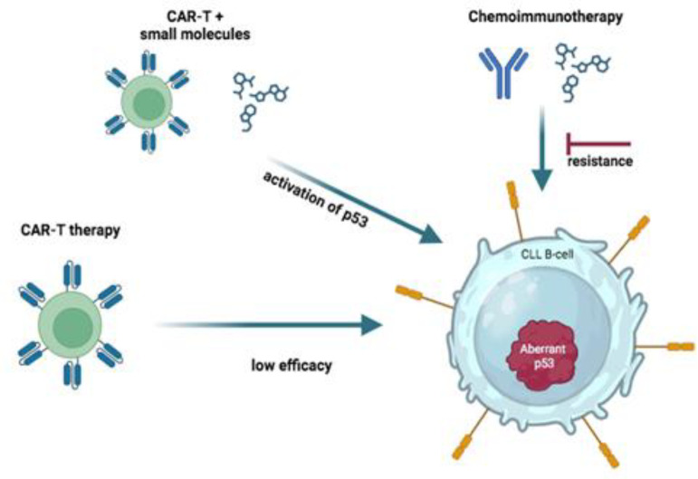 The importance of <i>TP53</i> status in cancer therapy: The example of chronic lymphocytic leukemia.
