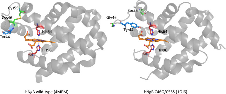 Insights into heme degradation and hydrogen peroxide-induced dimerization of human neuroglobin.