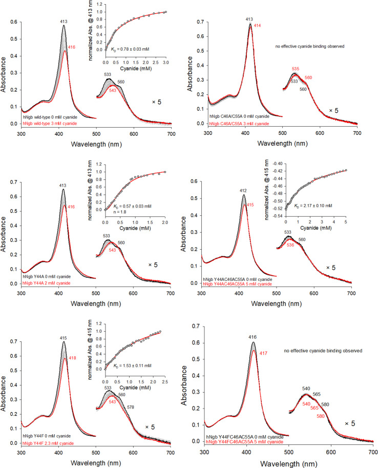 Insights into heme degradation and hydrogen peroxide-induced dimerization of human neuroglobin.