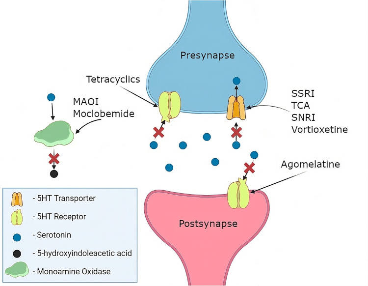 An Exploration of the Interplay Between Caffeine and Antidepressants Through the Lens of Pharmacokinetics and Pharmacodynamics.