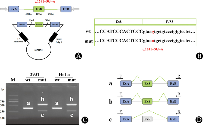 Identification of a Fetal De Novo Splice Variant in <i>ARCN1</i> Associated With Growth and Skeletal Abnormalities.