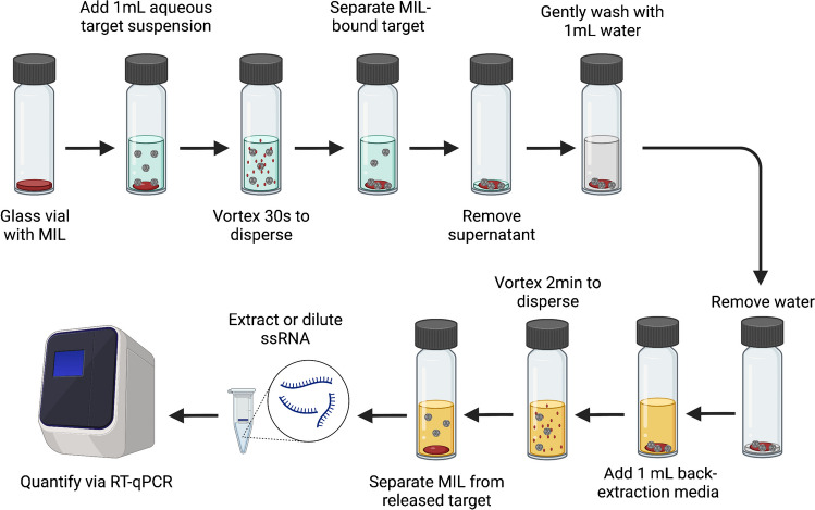 Evaluating the capacity of magnetic ionic liquids for separation and concentration of non-enveloped viral particles and free viral genomic RNA.