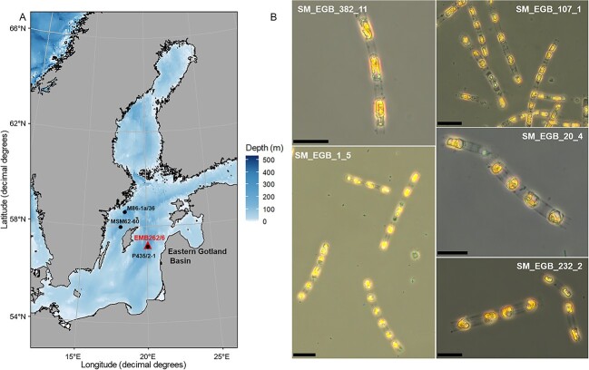 Resurrection of a diatom after 7000 years from anoxic Baltic Sea sediment.