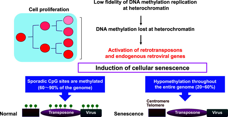 Cellular senescence as a source of chronic microinflammation that promotes the aging process.