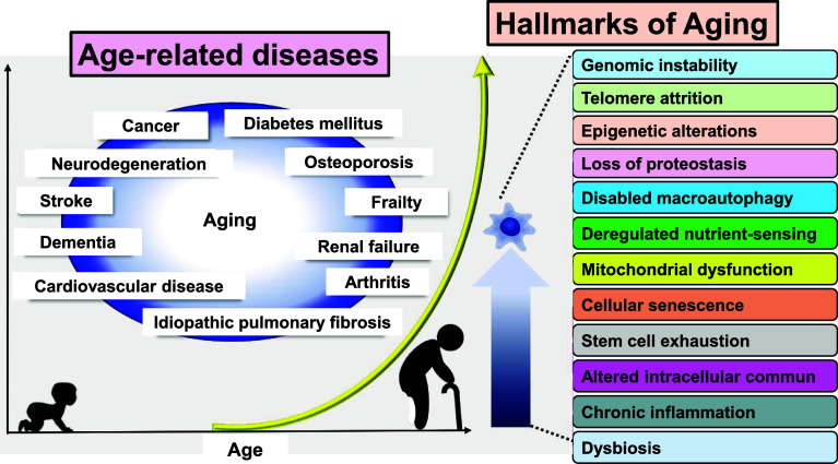 Cellular senescence as a source of chronic microinflammation that promotes the aging process.