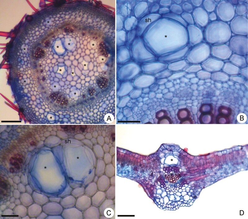 Interconnected idioblasts in <i>Peltaea polymorpha</i>: a novel component of the mucilage-secretory apparatus in Malvaceae.