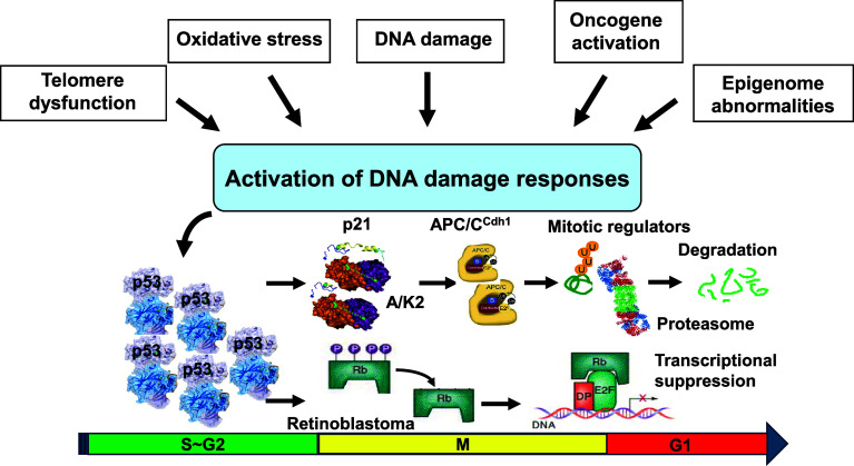 Cellular senescence as a source of chronic microinflammation that promotes the aging process.