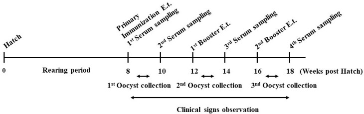 Influence of High <i>Eimeria tenella</i> Immunization Dosages on Total Oocyst Output and Specific Antibodies Recognition Response in Hybrid Pullets (<i>Gallus gallus</i>)-A Pilot Study.