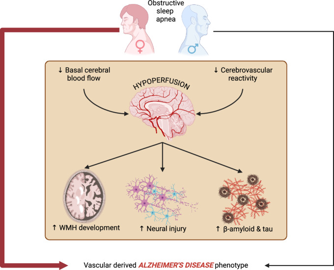 Sex differences in sleep apnea and Alzheimer's Disease: role of cerebrovascular dysfunction.