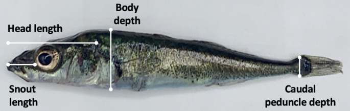 Collective behavior diverges independently of the benthic-limnetic axis in stickleback.